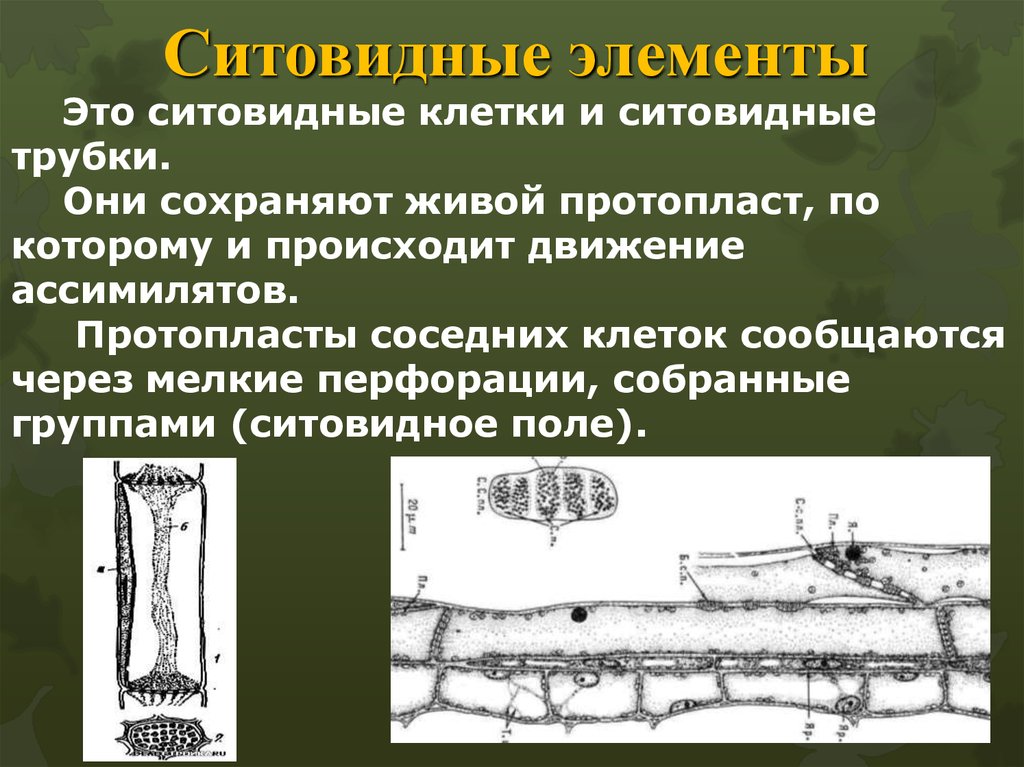 Где находятся ситовидные трубки