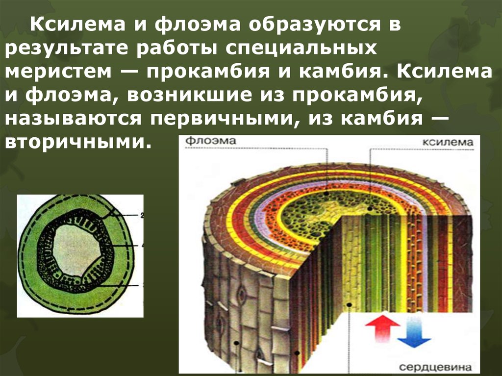 Наличие флоэма. Образовательные ткани Ксилема и флоэма. Ткани растений Ксилема флоэма. Ксилема и флоэма это ткани. Камбий и флоэма.