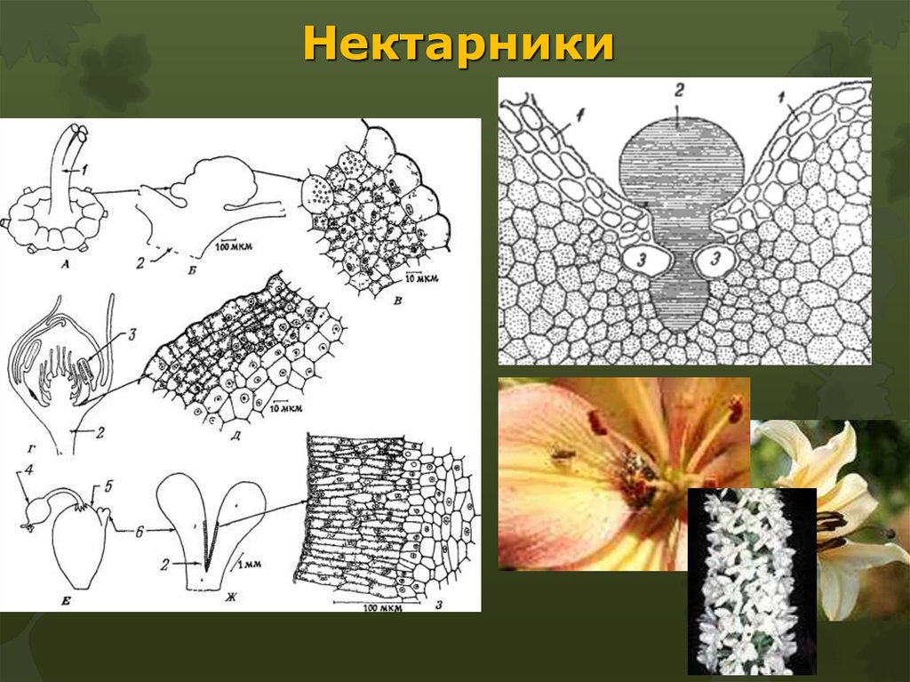 Выделительная ткань растений рисунок