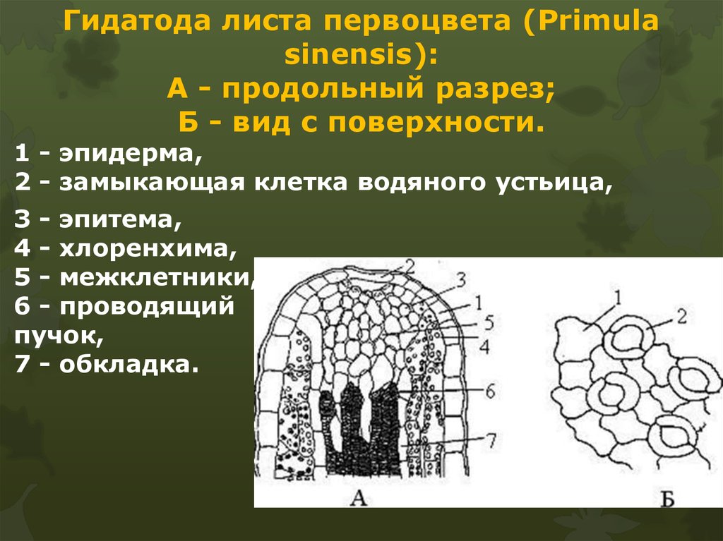 Выделительная ткань