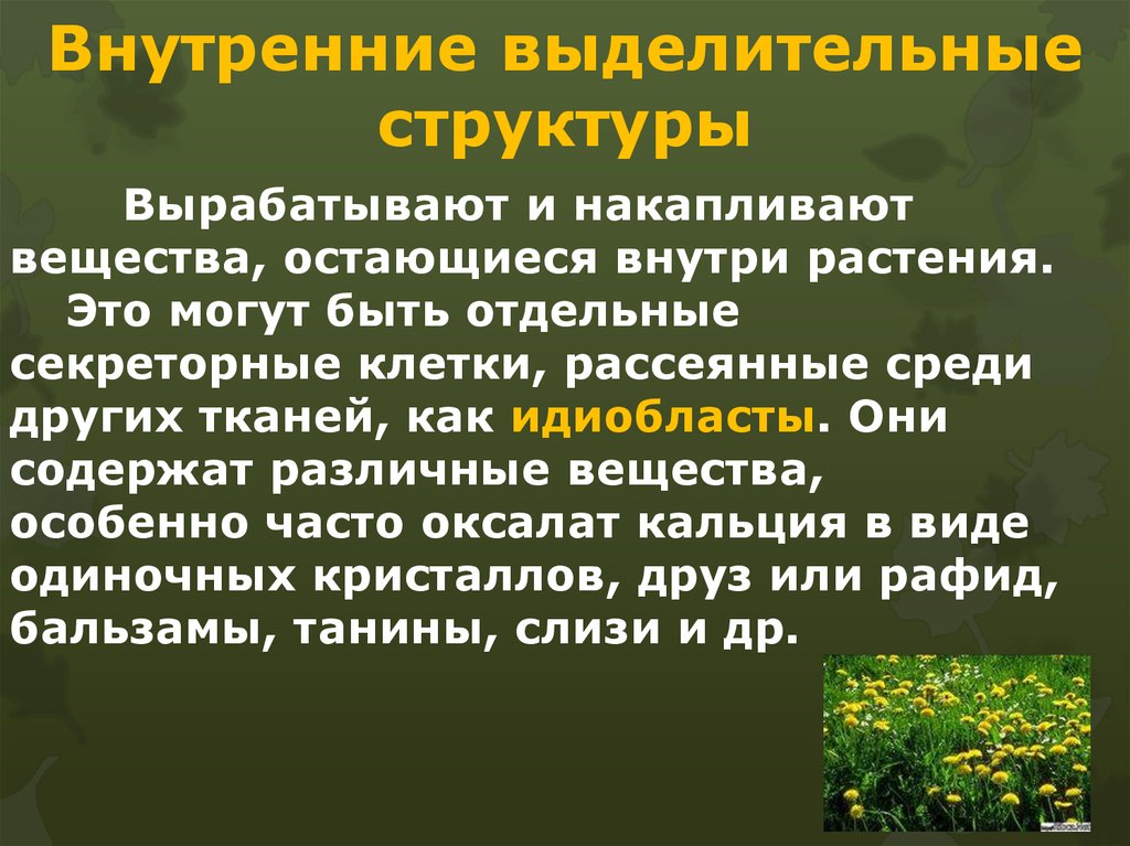 Накапливает вещества. Внутренние секреторные структуры растений. Внутренние выделительные ткани. Наружные выделительные структуры растений. Выделительные ткани внутренней секреции растений.