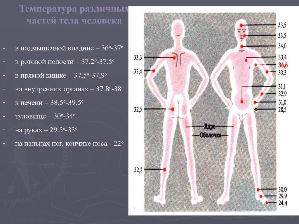 Какая должна быть температура тела. Температура в различных частях тела. Температура различных частей тела человека. Распределение температуры тела человека. Температура тела человека в разных частях тела.