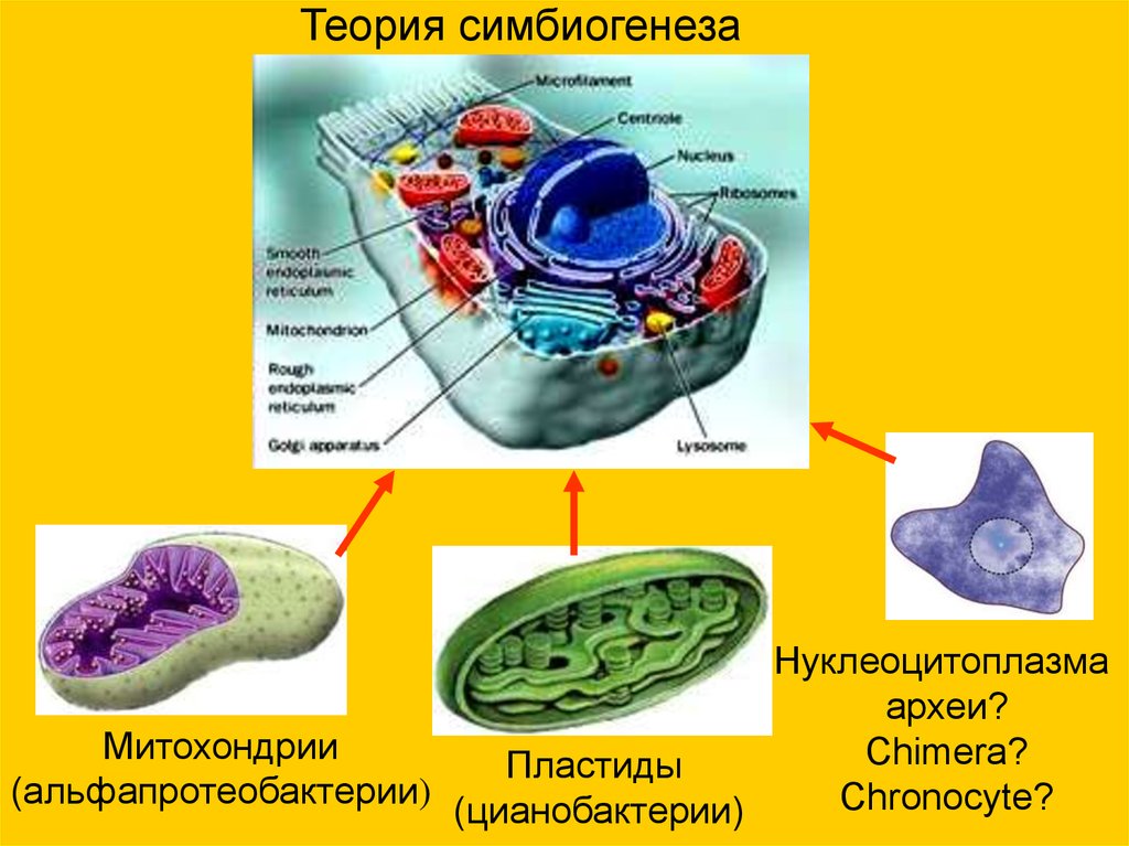 Митохондрии и пластиды. Теория эндосимбиоза митохондрий. Теория симбиогенеза происхождение митохондрий. Симбиотическая теория митохондрии. Гипотеза симбиогенеза митохондрии.