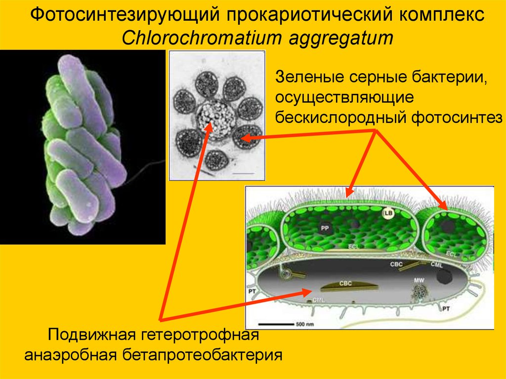 Возникновение фотосинтеза у прокариот. Chlorochromatium aggregatum. Зеленые серные бактерии. Зеленые серные бактерии фотосинтез. Микроорганизмы фотосинтезирующие микроорганизмы.