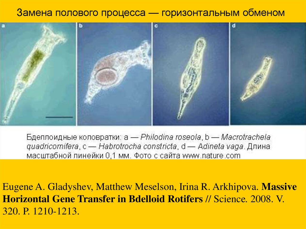 Описание коловратки. Коловратка филодина Philodina. Бделлоидные коловратки. Коловратки представители. Тип коловратки.