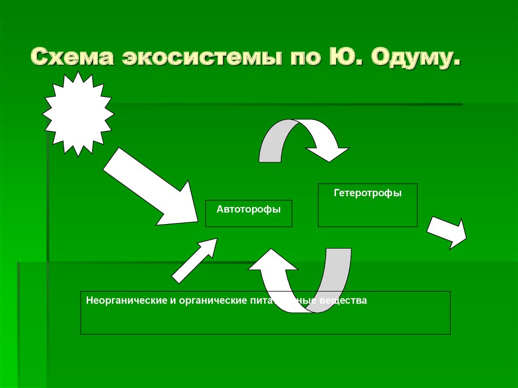 Схема экологической системы