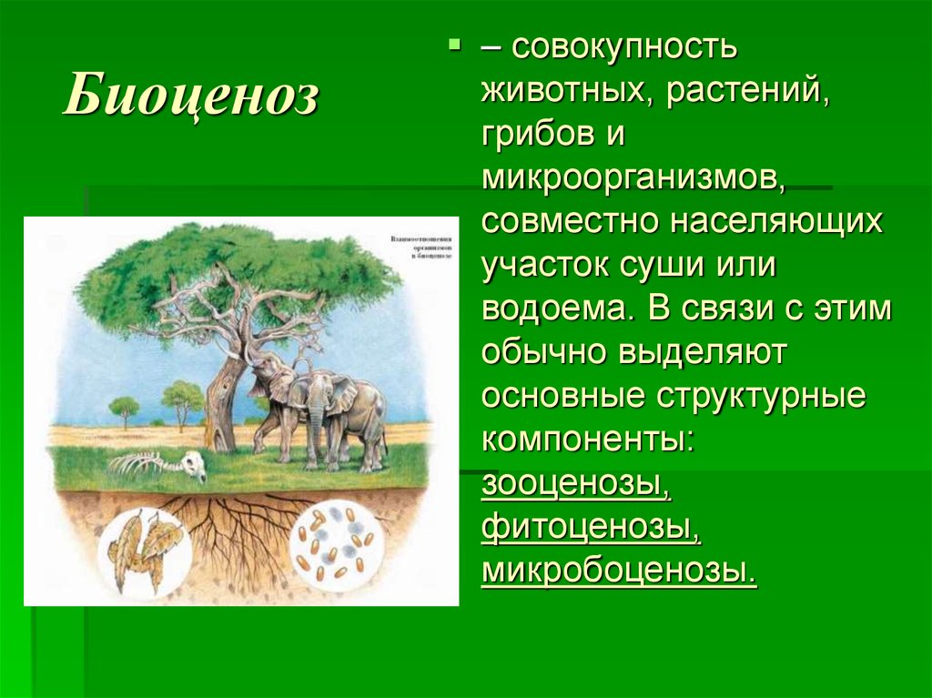 Экология сообществ называется. Биоценоз. Биоценоз это в экологии. Понятие биоценоз. Биоценоз растения и животные.