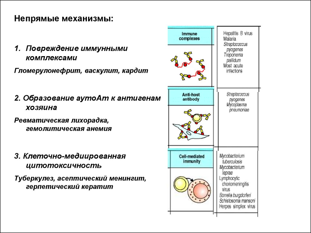 Реакции иммунного повреждения. Механизм реакции повреждения иммунными комплексами. Типы иммунного повреждения тканей. Повреждающее действие иммунных комплексов. 2 Тип иммунного повреждения.