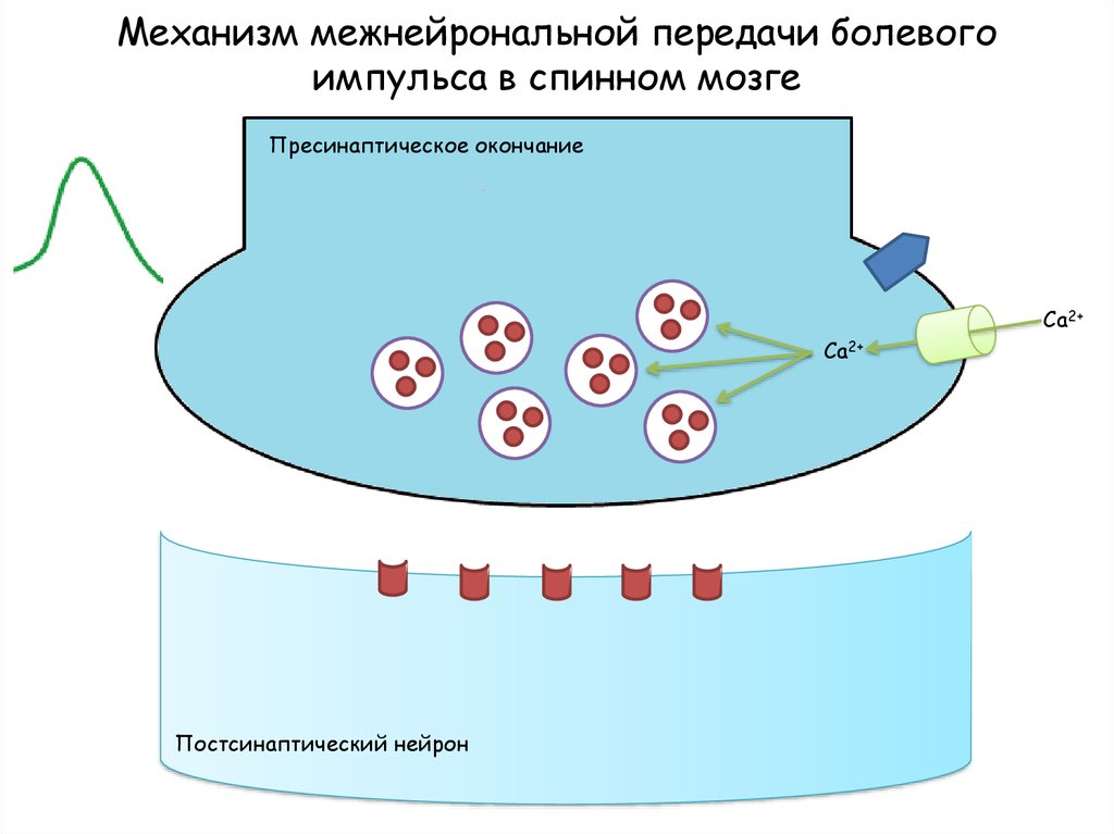 Передача импульса. Механизм передачи импульса. Межнейронная передача. Передача болевого импульса. Межнейронная синаптическая передача импульсов.