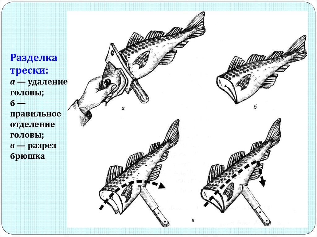 Треска схема. Схема разделки рыбы. Схема разделки осетровых рыб. Схема разделки семги. Схема разделки трески.