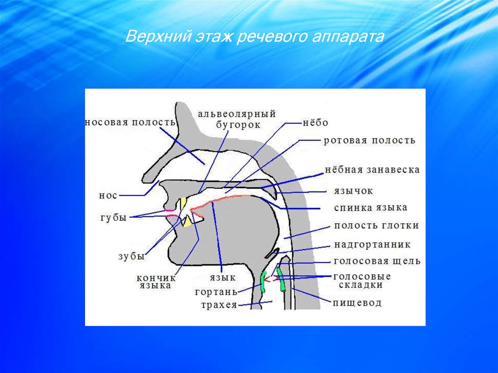 Речевой аппарат презентация