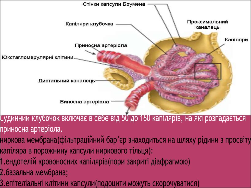 Капсула боумена