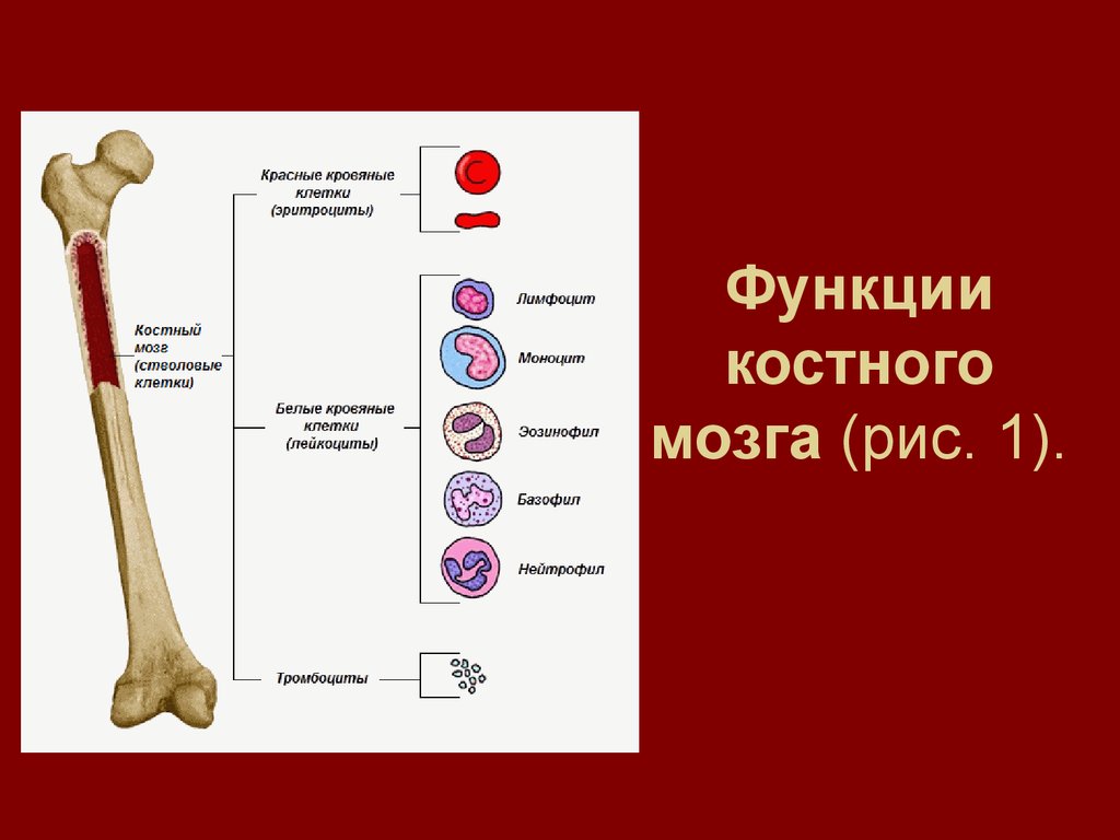 Функции костного мозга в трубчатой кости. Расположение красного костного мозга. Красный костный мозг и желтый костный мозг таблица. Функции красного костного. Красный костный мозг функции кратко.