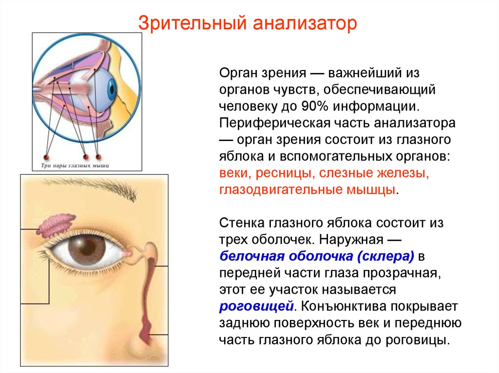 Орган зрения презентация