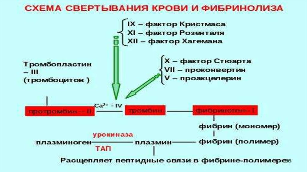 Расщепление белков до полипептидов. Оценка кислотно-основного состояния крови схема. Плазминогена фаза. Активация фактора Хагемана. Основные факторы ингибирования плазмина.