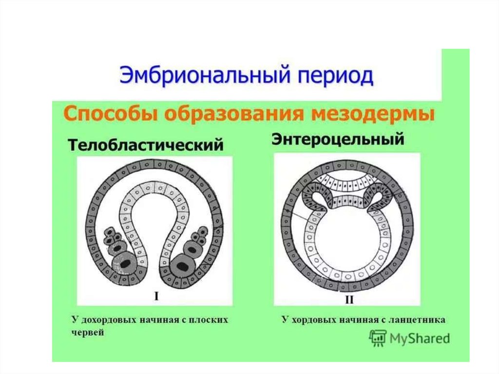 Целом называют. Мезодермы телобластический. Способы образования мезодермы 1. Основные способы формирования мезодермы. Телобластический и энтероцельный способ закладки мезодермы.