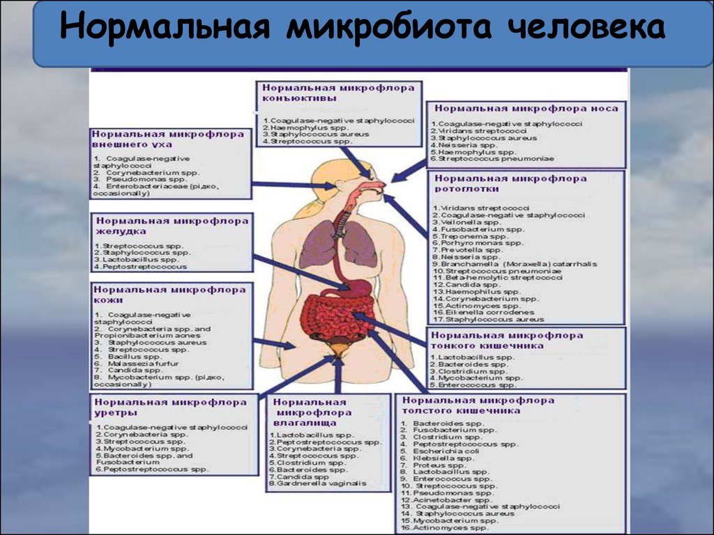 Микробиота человека презентация