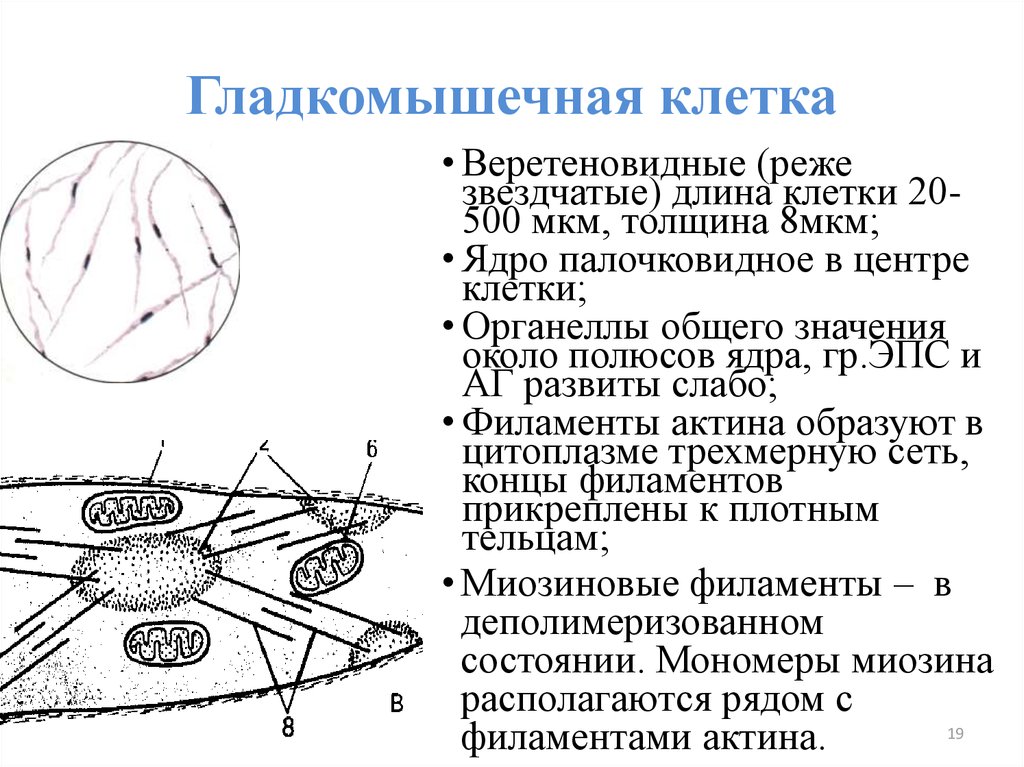 Презентация на тему гликоген