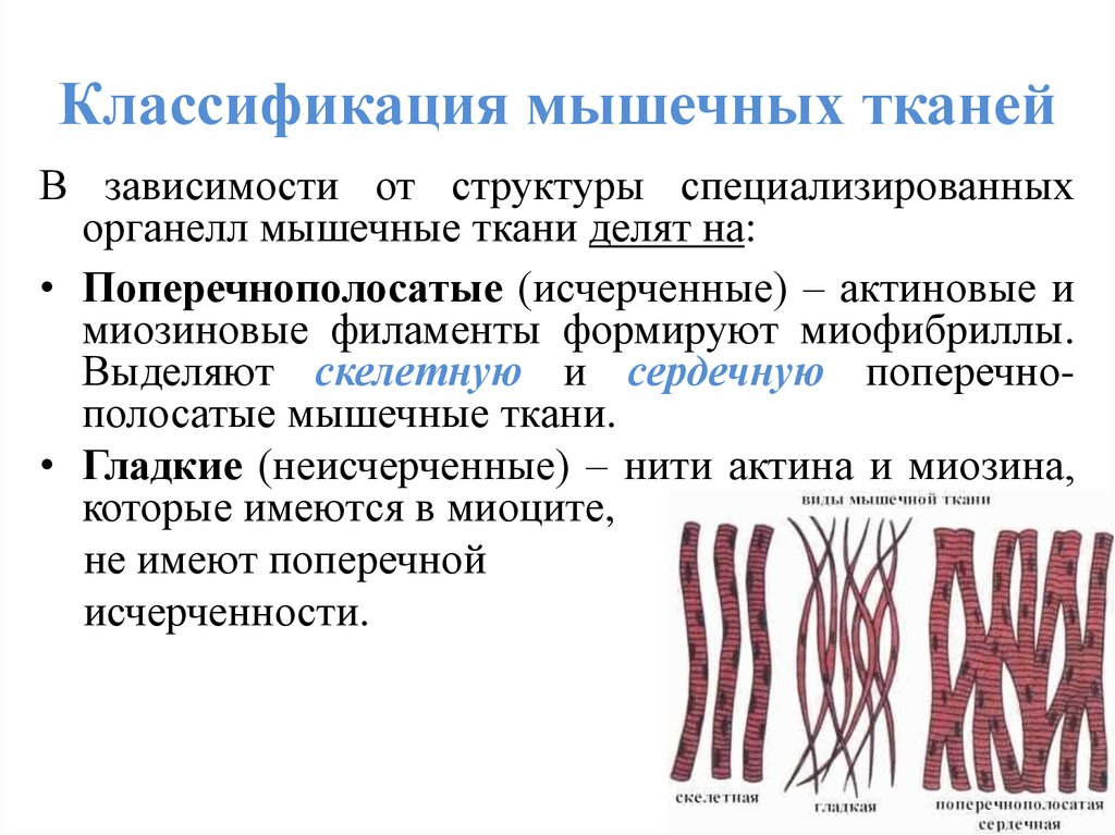 Назовите виды мышечной ткани изображенные на рисунке 3 напишите их названия