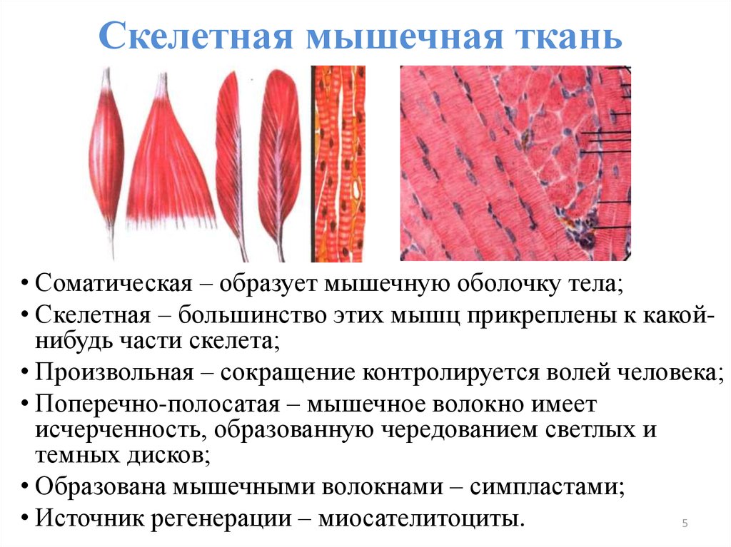 Какой мышечной тканью образованы. Исчерченность скелетной мышечной ткани. Скелетная мышечная ткань поперечность исчерченность. Поперечно-полосатой мышечной тканью образованы мышцы. Поперечно-полосатой и исчерченность скелетных мышечных волокон.