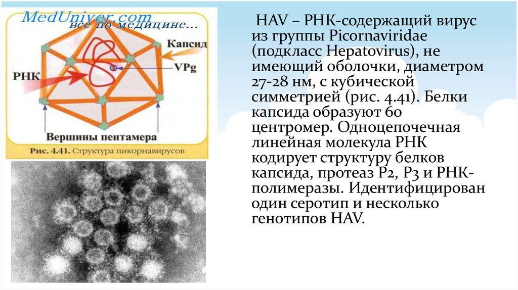 Рнк содержащие вирусы. Какие вирусы относятся к РНК содержащим. Размер РНК содержащих вирусов. Одноцепочечный РНК вирус. Болезни вызванные вирусом РНК-содержащим.