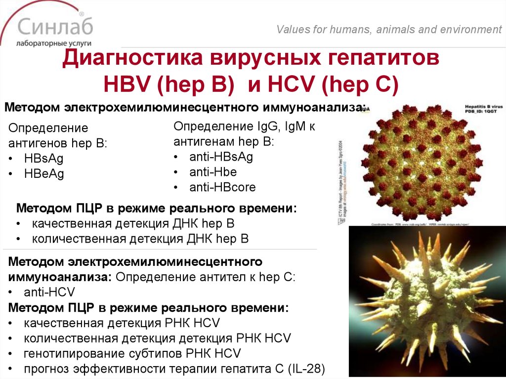 Вирус гепатита с лечение