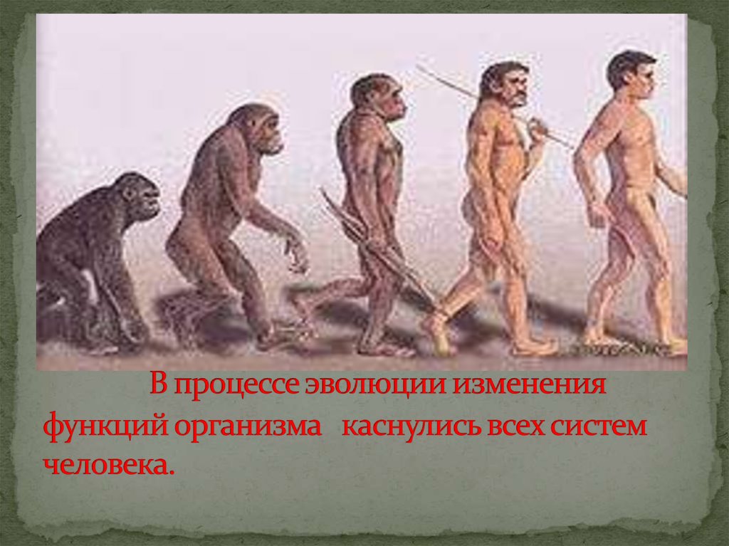 Процесс изменения развития. Эволюция это процесс изменения. Что менялось у человека в процессе эволюции. Процесс эволюции и изменение функций организма. Активность в процессе развития человека.