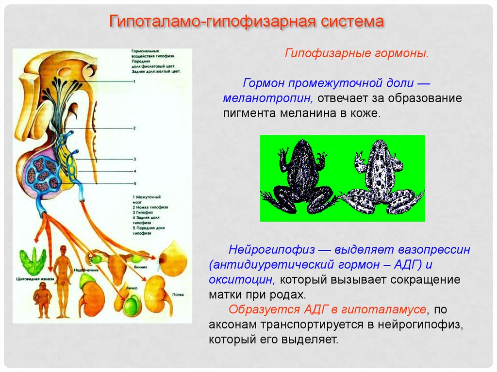 Презентация гормоны биология