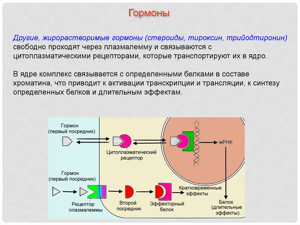 Рецепторы гормонов. Стероидные гормоны схема действия биохимия. Тироксин рецепторы гормона локализация. Тироксин механизм действия гормона. Тип секреции для стероидных гормонов.