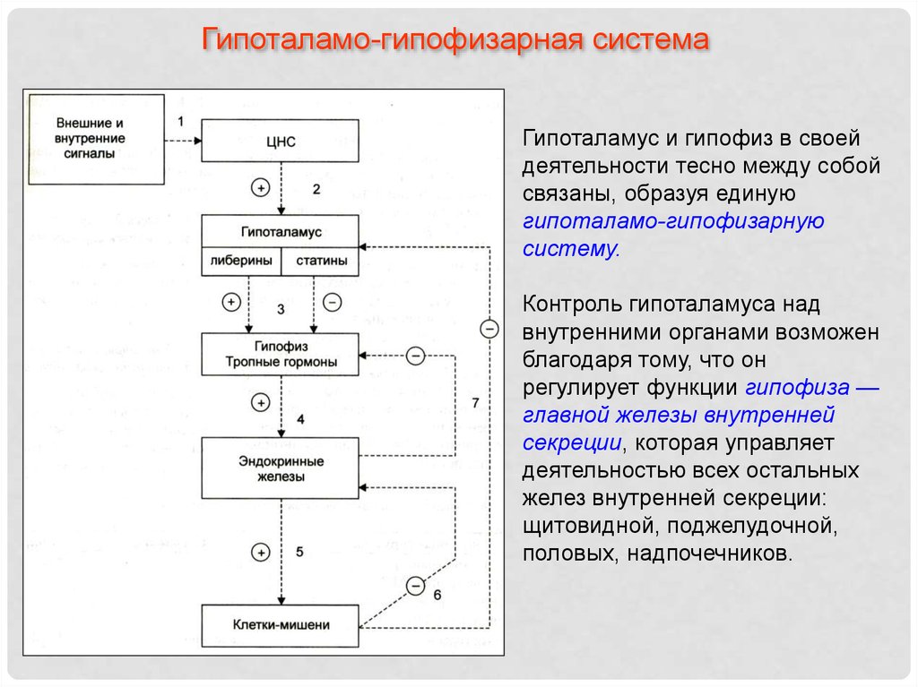 Гипоталамо гипофизарная система схема