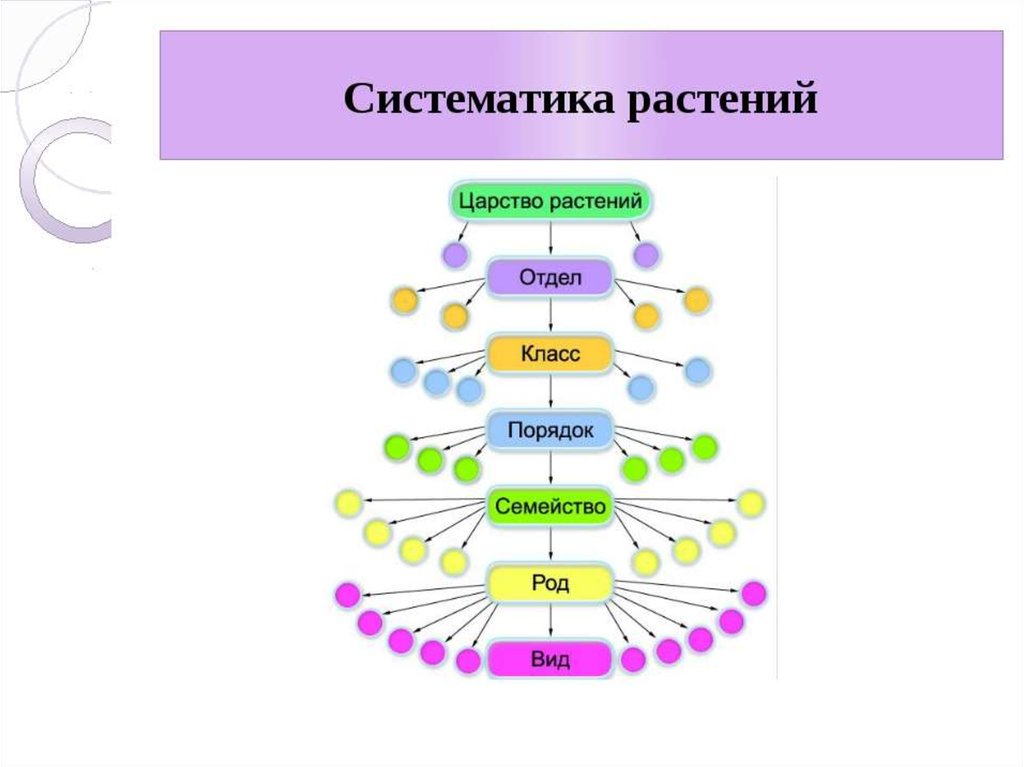 Сайт систематик. Систематика растений царство отделы. Систематика растений 6 класс биология. Систематика растений схема 6 класс биология. Классификация растений иерархия.