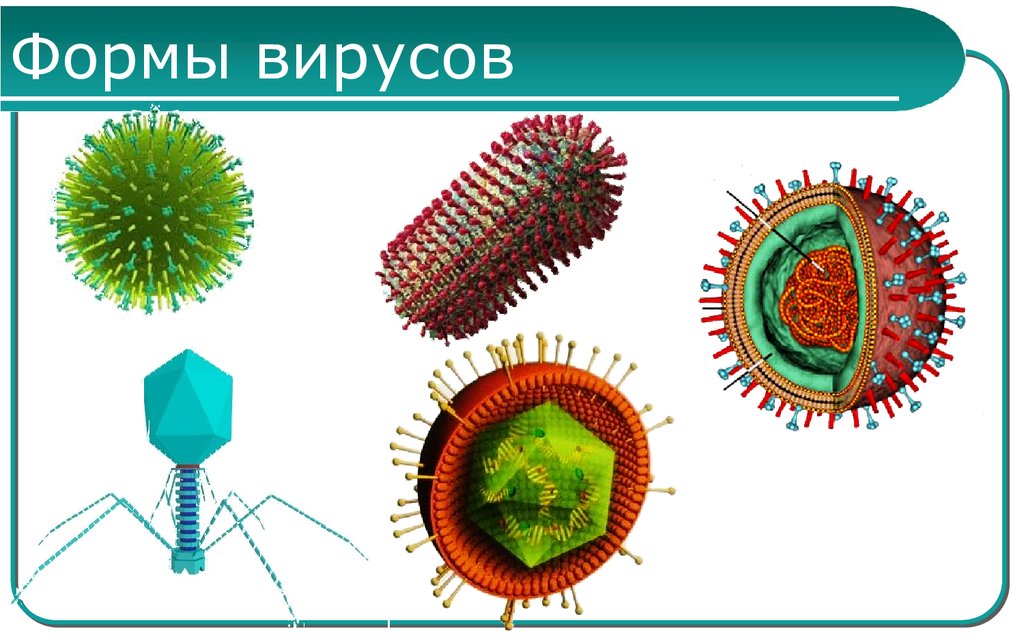 Вирусы названия 5 класс. Формы вирусов. Формы вирусов и бактерий. Разнообразные формы вирусов. Вирусы типы вирусов.