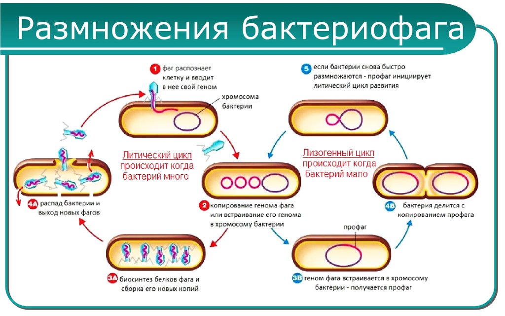 Схема развития бактериофага в бактериальной клетке