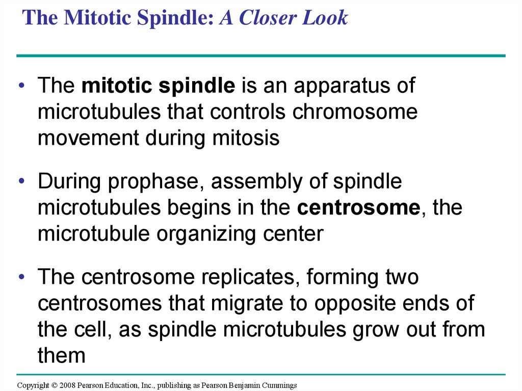The Mitotic Spindle: A Closer Look