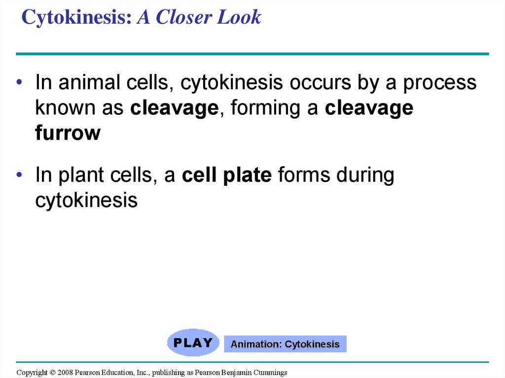 Cytokinesis: A Closer Look