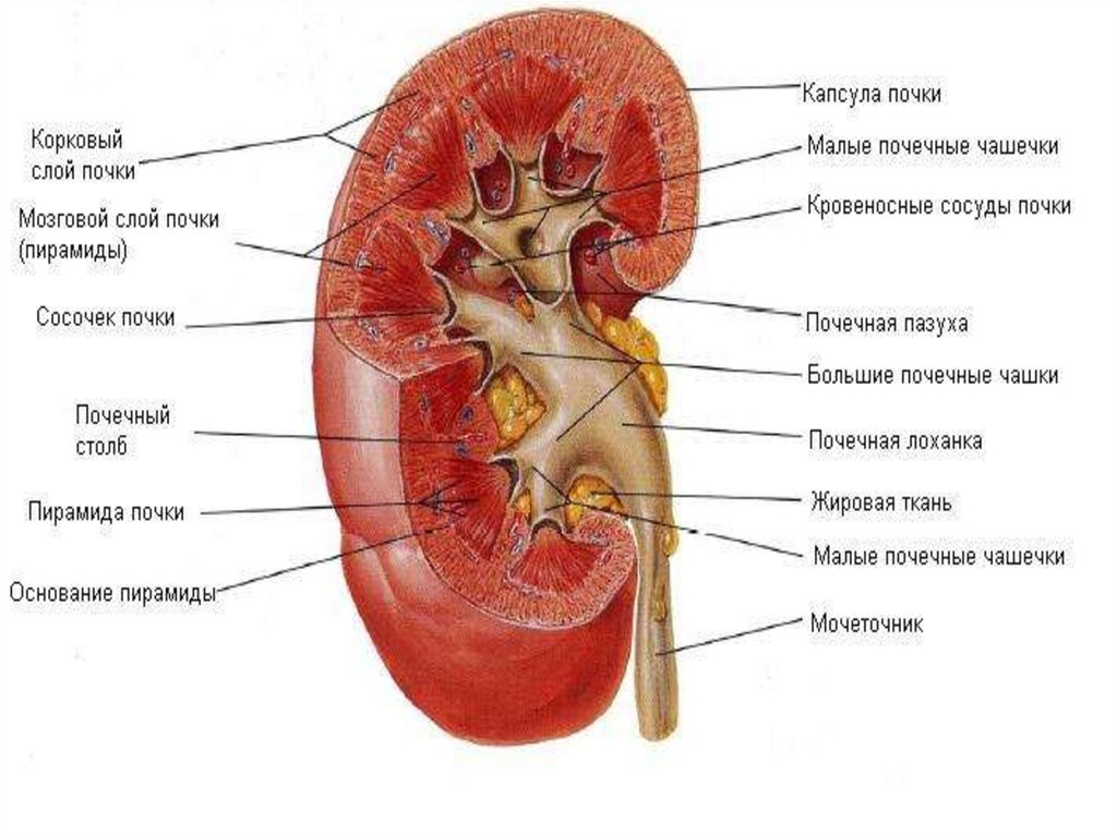 Строение почки человека рисунок с подписями на русском языке