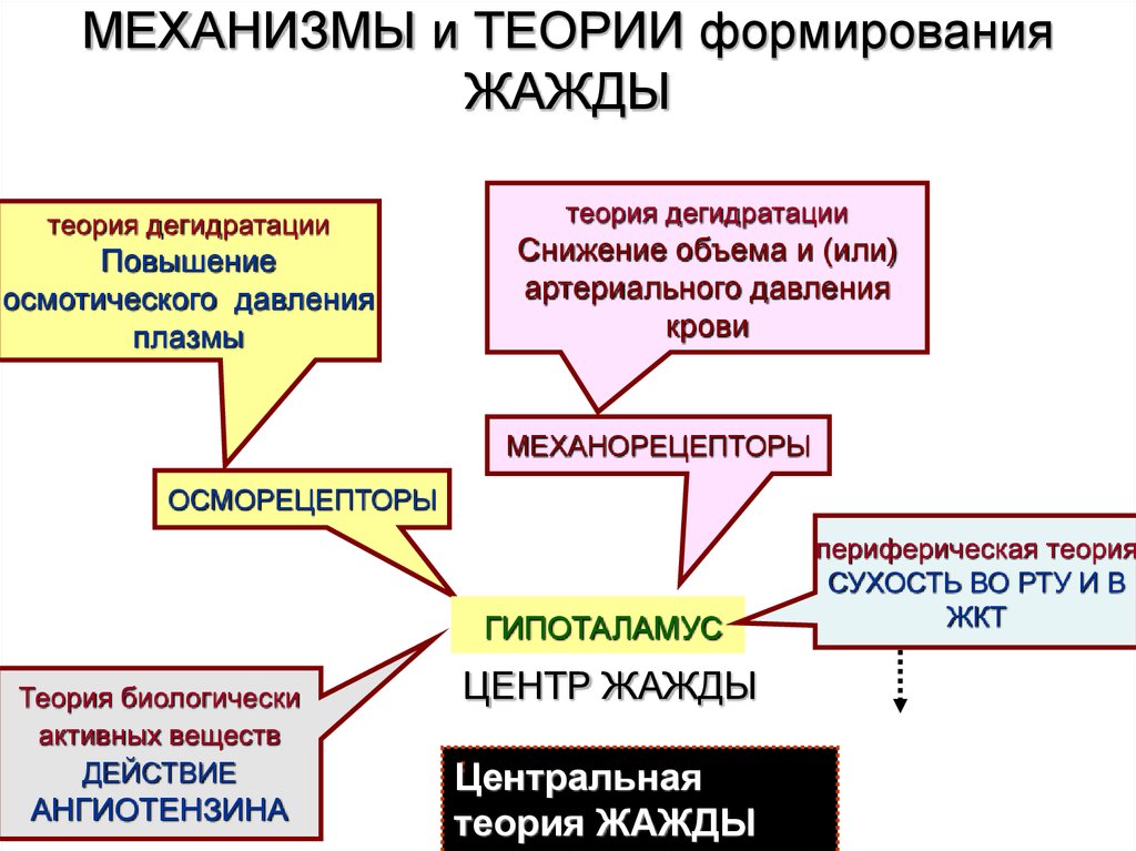 Механизмах появления и развития. Механизмы формирования жажды. Механизм возникновения жажды. Механизм жажды физиология. Механизмы регуляции осмотического давления крови.