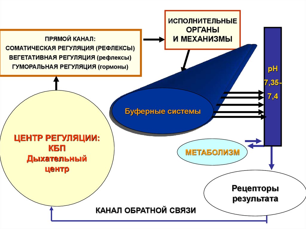 Схема функциональной системы обеспечивающей оптимальный уровень осмотического давления