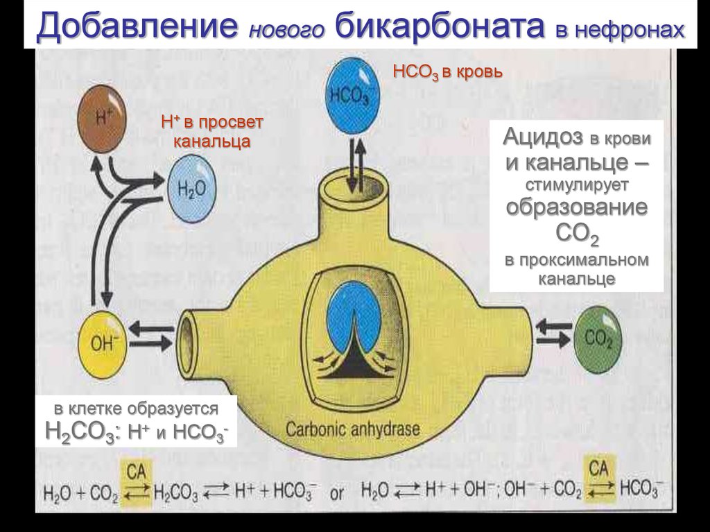 Схема образования со2