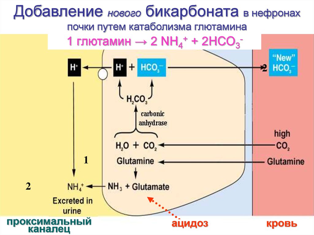 Ацидогенез в желудке схема регуляция