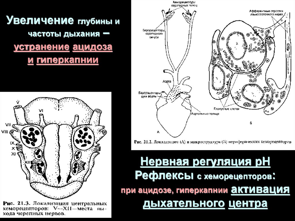 Рефлекс с хеморецепторов аорты