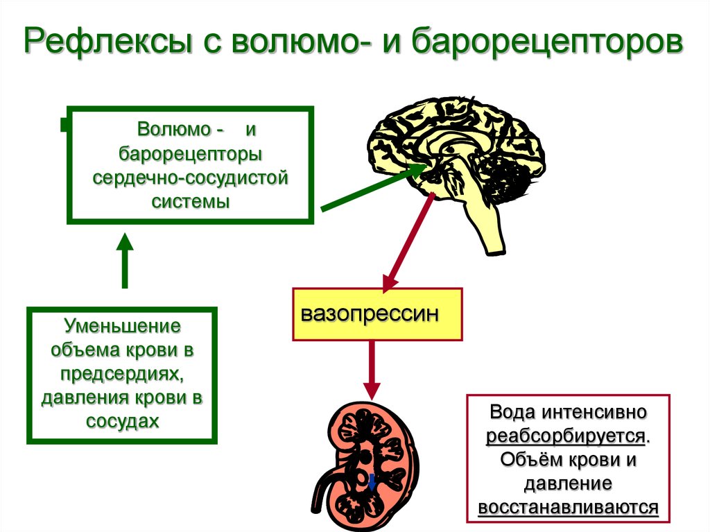 Рефлексы с волюмо- и барорецепторов