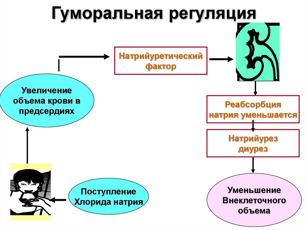 Гуморальная регуляция функций осуществляется посредством. Нейрогуморальная регуляция схема. Гуморальная регуляция диуреза. Нейро Гумаральная регуляция.