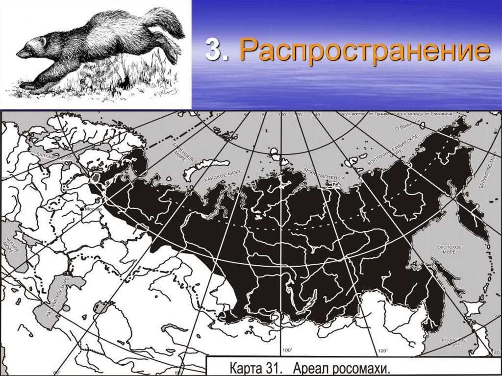 Карта распространения медведей