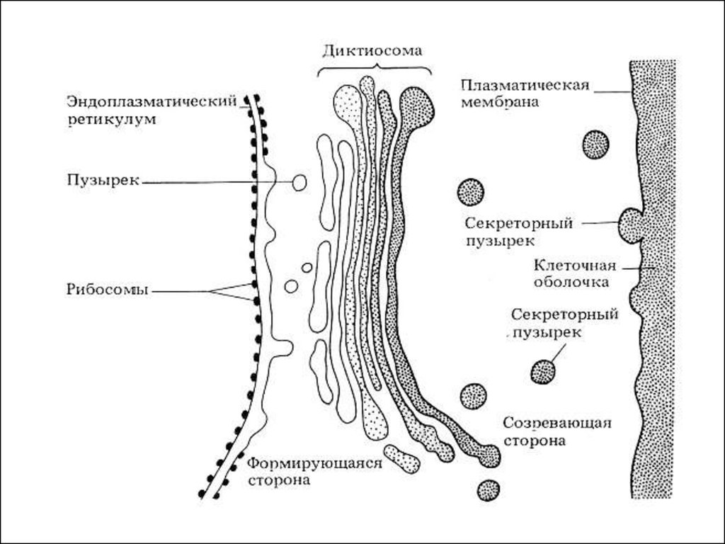 Везикула гольджи. Вакуолярная система клетки строение. Мембранные структуры клетки комплекс Гольджи. Вакуолярная система клетки (ЭПС, аппарат Гольджи, лизосомы).. Вакуолярная система клетки схема.