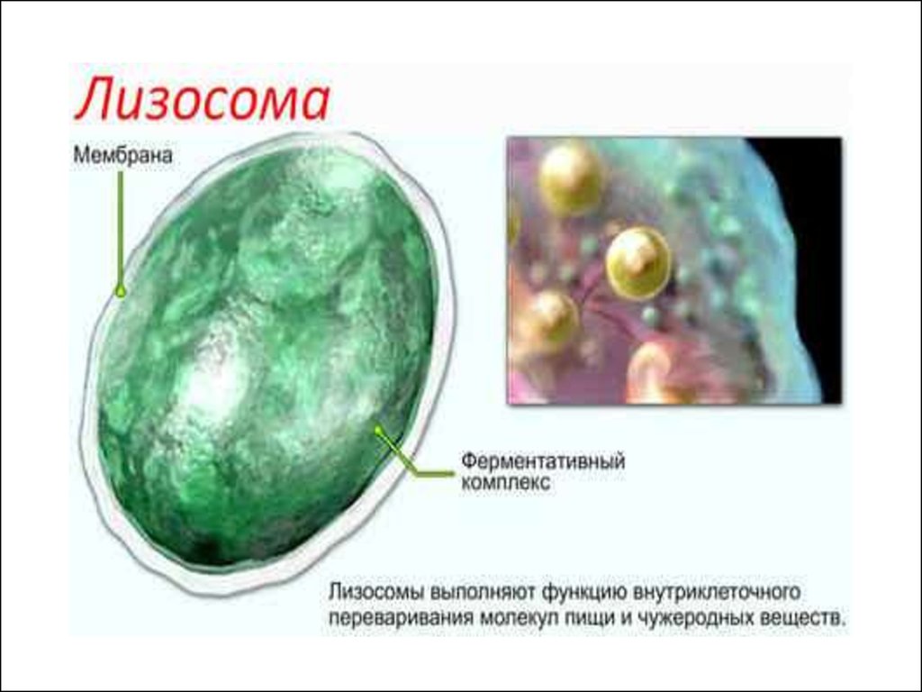 Строение органоида лизосомы