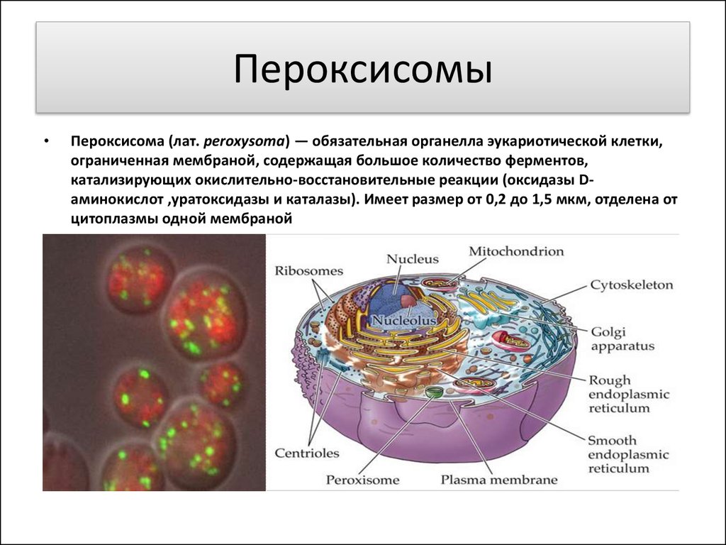 Мембраны клеток эукариот. Пероксисома строение органоид. Строение клетки пероксисомы. Строение клетки микротельца. Строение клетки пероксисома.