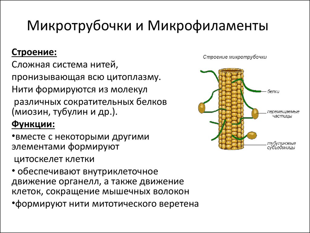 Микротрубочки в какой клетке