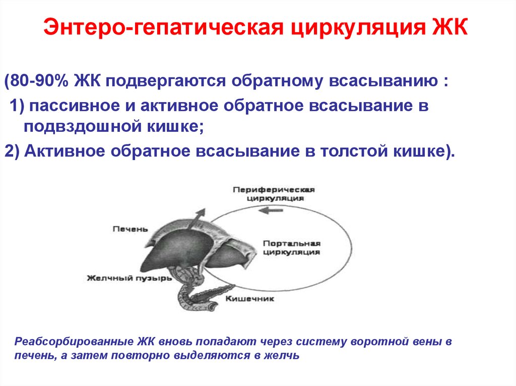 Пассивное всасывание. Активное и пассивное всасывание. ЭНТЕРО презентация.