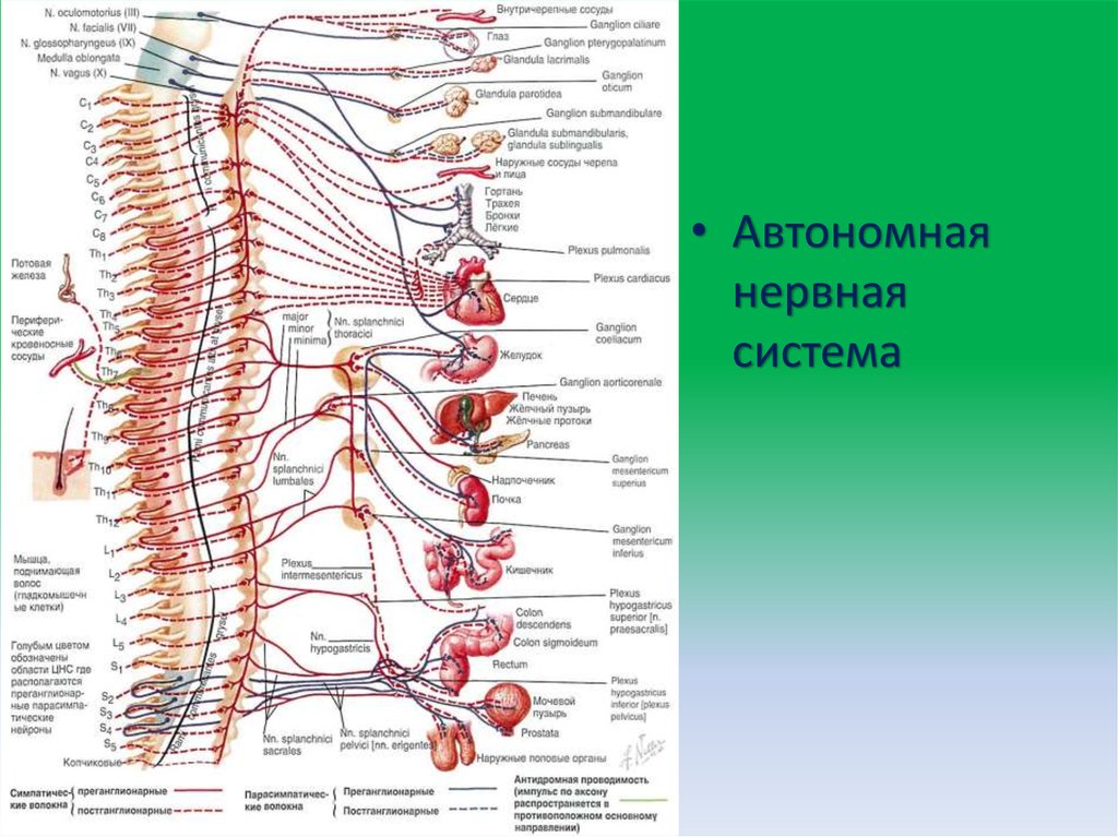 Автономная нервная система физиология презентация